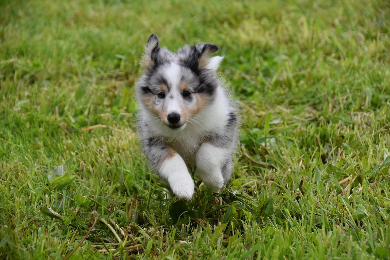 関西で犬と泊まれる交遊宿6選